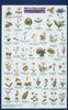 Mac's Field Guide: NW Wildflowers